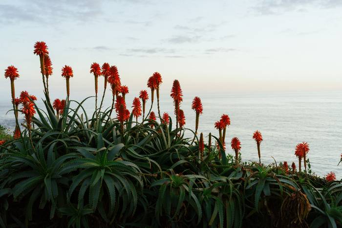 Coastal aloe